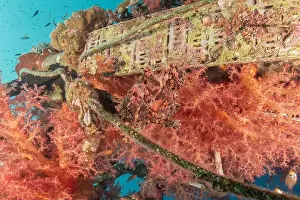 Pterois Volitans Prints: Lionfish in the Red Sea colorful fish, Eilat Israel