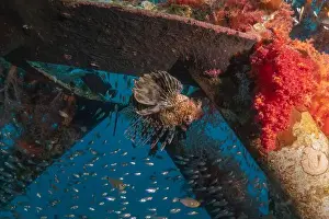 Pterois Volitans Prints: Lionfish in the Red Sea colorful fish, Eilat Israel