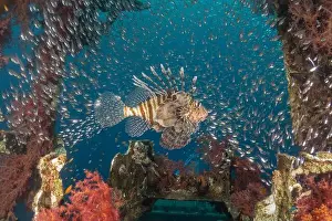 Pterois Volitans Prints: Lionfish in the Red Sea colorful fish, Eilat Israel