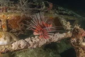 Pterois Volitans Prints: Lionfish in the Red Sea colorful fish, Eilat Israel