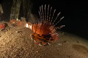 Pterois Volitans Prints: Lionfish in the Red Sea colorful fish, Eilat Israel
