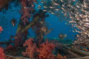 Pterois Volitans Prints: Lionfish in the Red Sea colorful fish, Eilat Israel