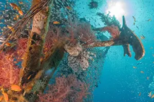 Lionfish Prints: Lionfish in the Red Sea colorful fish, Eilat Israel