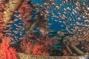 Lionfish Prints: Lionfish in the Red Sea colorful fish, Eilat Israel