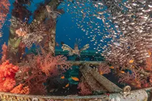 Lionfish Prints: Lionfish in the Red Sea colorful fish, Eilat Israel