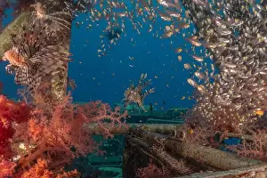 Lionfish Prints: Lionfish in the Red Sea colorful fish, Eilat Israel