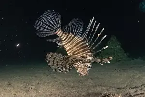 Lionfish Prints: Lionfish in the Red Sea colorful fish, Eilat Israel