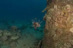Lionfish Prints: Lionfish in the Red Sea colorful fish, Eilat Israel