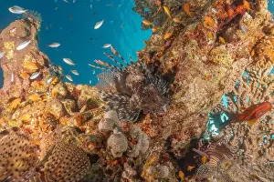 Lionfish Prints: Lionfish in the Red Sea colorful fish, Eilat Israel
