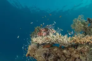 Lionfish Prints: Lionfish in the Red Sea colorful fish, Eilat Israel