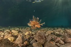 Lionfish Prints: Lionfish in the Red Sea colorful fish, Eilat Israel