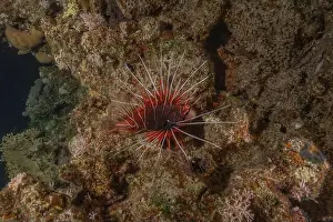 Water Blue Prints: Lionfish in the Red Sea colorful fish, Eilat Israel