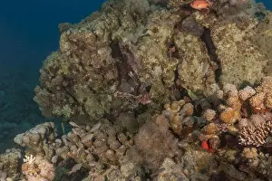 Water Blue Prints: Lionfish in the Red Sea colorful fish, Eilat Israel