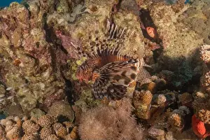 Water Blue Prints: Lionfish in the Red Sea colorful fish, Eilat Israel