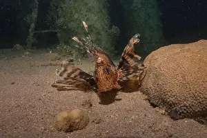 Water Blue Prints: Lionfish in the Red Sea colorful fish, Eilat Israel