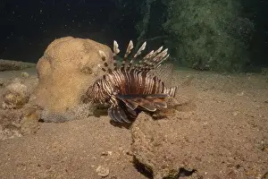 Water Blue Prints: Lionfish in the Red Sea colorful fish, Eilat Israel