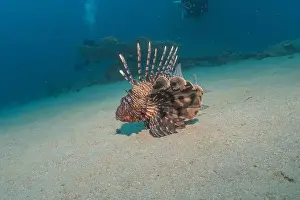 Water Blue Prints: Lionfish in the Red Sea colorful fish, Eilat Israel
