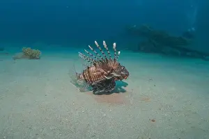 Water Blue Prints: Lionfish in the Red Sea colorful fish, Eilat Israel