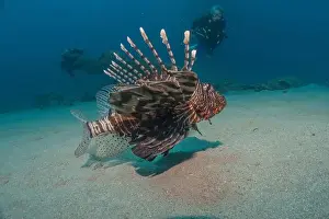 Water Blue Prints: Lionfish in the Red Sea colorful fish, Eilat Israel