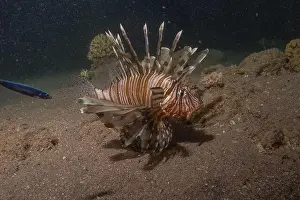 Water Blue Prints: Lionfish in the Red Sea colorful fish, Eilat Israel