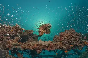 Water Blue Prints: Lionfish in the Red Sea colorful fish, Eilat Israel