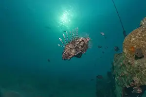 Water Blue Prints: Lionfish in the Red Sea colorful fish, Eilat Israel