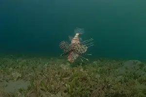 Water Blue Prints: Lionfish in the Red Sea colorful fish, Eilat Israel