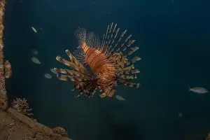 Water Blue Prints: Lionfish in the Red Sea colorful fish, Eilat Israel