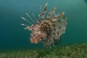 Water Blue Prints: Lionfish in the Red Sea colorful fish, Eilat Israel