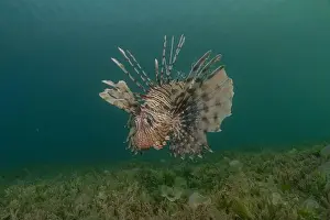 Water Blue Prints: Lionfish in the Red Sea colorful fish, Eilat Israel