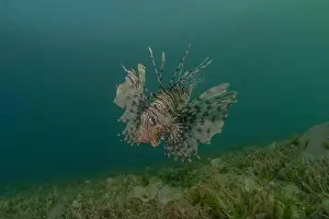 Water Blue Prints: Lionfish in the Red Sea colorful fish, Eilat Israel