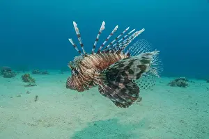 Lionfish Prints: Lionfish in the Red Sea colorful fish, Eilat Israel