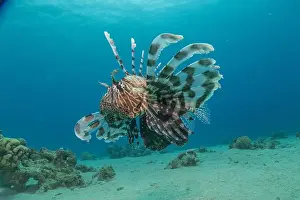 Lionfish Prints: Lionfish in the Red Sea colorful fish, Eilat Israel