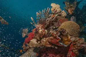 Water Blue Prints: Lionfish in the Red Sea colorful fish, Eilat Israel