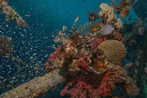 Water Blue Prints: Lionfish in the Red Sea colorful fish, Eilat Israel