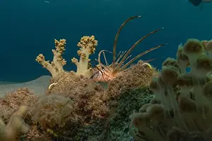 Lionfish Prints: Lionfish in the Red Sea colorful fish, Eilat Israel