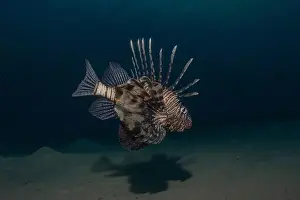 Lionfish Prints: Lionfish in the Red Sea colorful fish, Eilat Israel