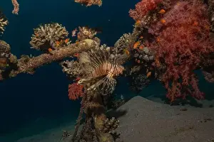 Lionfish Prints: Lionfish in the Red Sea colorful fish, Eilat Israel