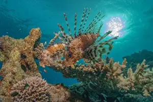 Lionfish Prints: Lionfish in the Red Sea colorful fish, Eilat Israel