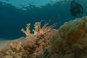 Lionfish Prints: Lionfish in the Red Sea colorful fish, Eilat Israel
