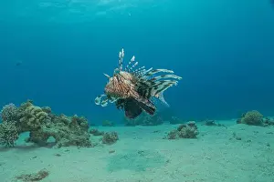 Lionfish Prints: Lionfish in the Red Sea colorful fish, Eilat Israel