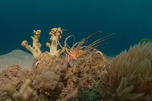 Lionfish Prints: Lionfish in the Red Sea colorful fish, Eilat Israel