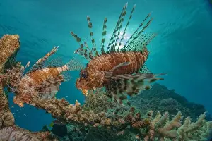 Lionfish Prints: Lionfish in the Red Sea colorful fish, Eilat Israel