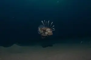 Lionfish Prints: Lionfish in the Red Sea colorful fish, Eilat Israel
