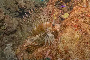 Lionfish Prints: Lionfish in the Red Sea colorful fish, Eilat Israel