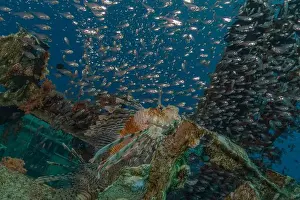 Lionfish Prints: Lionfish in the Red Sea colorful fish, Eilat Israel