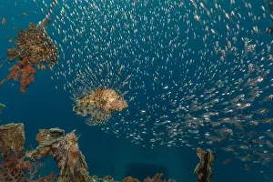 Lionfish Prints: Lionfish in the Red Sea colorful fish, Eilat Israel