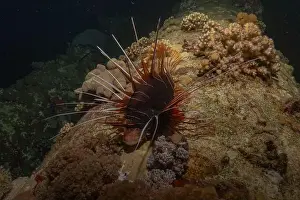 Lionfish Prints: Lionfish in the Red Sea colorful fish, Eilat Israel