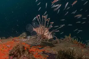 Water Blue Prints: Lionfish in the Red Sea colorful fish, Eilat Israel