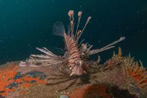 Water Blue Prints: Lionfish in the Red Sea colorful fish, Eilat Israel